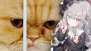 ⊹˚.  初見/ROM歓迎┊飼い猫お迎え１周年！雑談🌙とくがわ大好き💜〖 #vtuber  #月明かりの墓地にて 〗