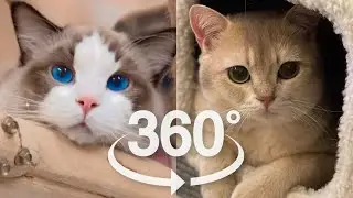 Cute Baby Cats Meow | VR 360 Cat Video | 4K | Virtual Reality