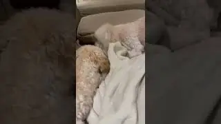 Intense fighting over their brothers sock!!! 😂😂😂 #cute #dog #puppy #fight #socks