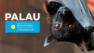 Palau Islands Restoration Project