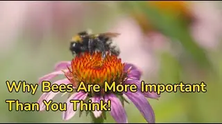 Why Bees Are More Important Than You Think! 🐝