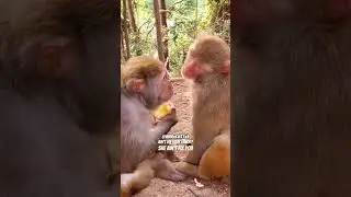 Когда твой друг не хочет делиться! &mdash; закадровый голос RxCKSTxR!