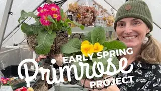 Easy Spring Container Gardening 🌸 Planting Primroses + Thrifted Upcycled Planters