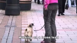 Aladdin - Pug - 3 Week Residential Dog Training stay with Adolescent Dogs UK