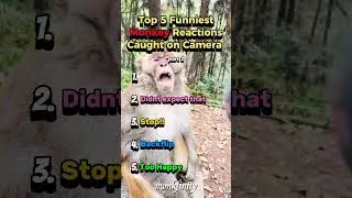 The Most HILARIOUS Monkey Reactions Ever Caught on Camera Pt2 #animalshorts #monkey #cute  #funny