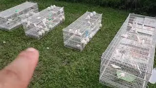 BANHO PARA FINALIZAR O PERÍODO DE REPRODUÇÃO DOS CANÁRIOS