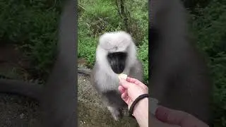 Cute animal &ndash; amazing langur monkey #cuteanimals #langurmonkey #funnymammals
