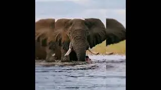 #wildlife #wildlifeforkids #animalkingdom #kidsvideo #animals #natgeokids #animalspecies #viralreels