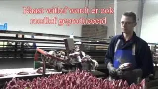 Witlof wortels sorteren, zetten, oogsten en verpakken van witlof