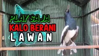 pancing SUARA kacer gacor NGEPLONG TARUNG ini paling AMPUH buat KACER agar EMOSI