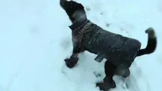 Snowy Hound Dog Pepper in Boots 23 January 2016