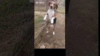 Dog shakes body #dog #hunting #animals
