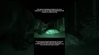 Bear Sneaks Up On Sleeping Dog What Happens Next Is Wild