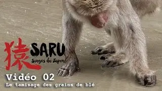 Saru - vidéo 02 - Le tamisage des grains de blé