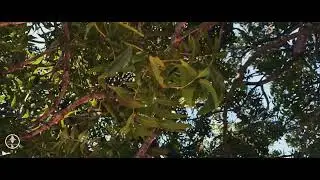 Free Afro Pop Instrumental &bull; Anelation Music