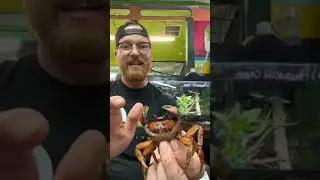 Halloween crab facts and reading, &ldquo;Poo in the Zoo&rdquo;!