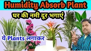Humidity Absorb Plant। घर की नमी दूर भगाएं। ये Plants लगाकर।Moister Absorb Plants।#greenaksha ।