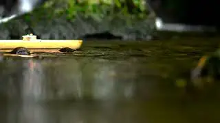 Block Neighbor Voices - Loud River Sound for Apartment Privacy