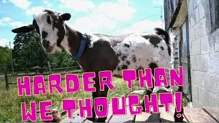 First TIME Shaving  Our BABY Goat! Way HARDER Than We THOUGHT!