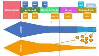 Hyponatriämie - Pathophysiologie, Diagnostik, Therapie