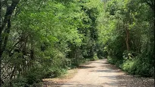 Trilhas do Parque ecológico do Tietê