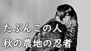 ハイタカ🦅農場鷹挑戦中