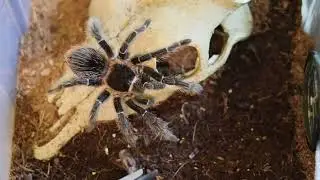 A little bit hungry🕷️🤤L.Parahybana| кормление/feeding tarantula