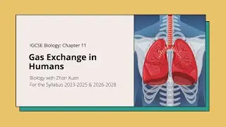 IGCSE Biology - Chapter 11 | Gas Exchange in Humans