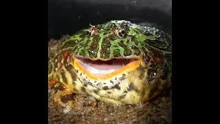 frog test