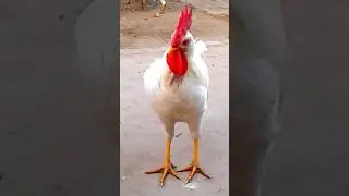 #cute#white#murgha#ytshorts #viral#fyp#trending#shorts