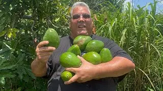 Ya llegaron los aguacates en @cheframoncitofarm 