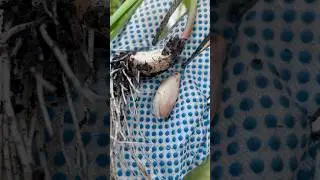 Easiest to grow #easytogrowplants #easytogrow #plantinghacks #garlic #plantingseason #plantfood #fyp