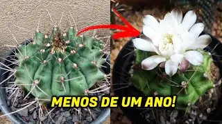 ESPÉCIES DE CACTOS QUE FLORESCEM RÁPIDO!