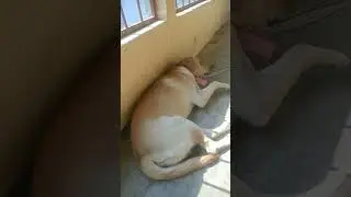 labor dog lovers funny shorts video 🤪🤣🤣🤪🤣🤣🤪🤪🤣🤪#####