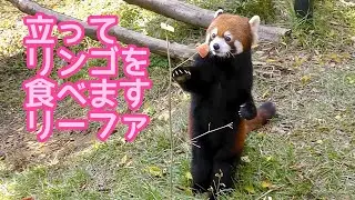 レッサーパンダ　リーファちゃん　リンゴを立って食べる仕様です【のんほいパーク】Red panda Leafa-chan Toyohashi Zoo 