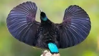 Victoria's riflebird. Ptiloris victoriae. Farther Teaches How To Dance to It's Son.