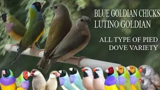 | Blue goldian wash chicks | lutino Goldian pied dove red blue Opal pied 03131189307 Whatsapp|