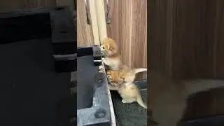 British golden chinchilla kittens💕