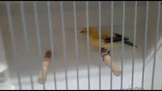 Goldenring show in Belgium : CANARY LONDON FANCY