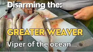 Greater Weever - How to disarm and prepare (Trachinus draco)