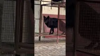 Balck German shepherd female. #blackgermanshepherds #germanshepheard #gsdindian