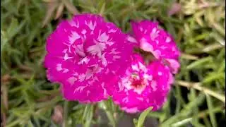 30 colours RS 300 for order whatsapp No 9025399073🌹 tablerose portulaca jumbo cindrella onlinesale 