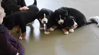 Greater Swiss Mountain Dog Puppies For Sale