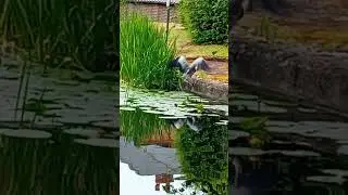 Grey Heron catching and eating a fish #shorts_video #nature #greyheron #fish #subscribe