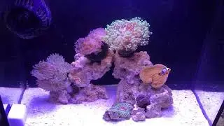 4 Gallon Reef Tank with Baby Clown Fish and Sexy shrimp