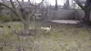 Janie & Reggie running around like crazy fools