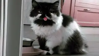 Heavy Meow-tal: Cat Tongue Edition. The Impact of Metal Music on Cats.