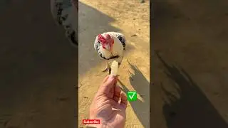 The Right Way to Feed Roosters ✅#shorts #rooster #chicks #youtubeshorts