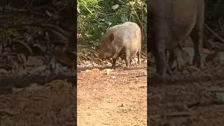 forest natural regional beautiful lovely animal | pig #YouTube #viral #short #video #song #lovely #x