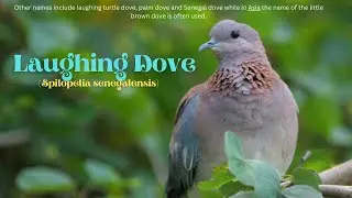 Laughing Dove / Chinna Thavittu Pura / Palmedue / होला / Tavuttu pura / Palmtortel / Dove